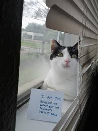 Cat Fessions Cat Shaming Bad Cats Cats