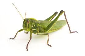 How Insects Sing Their Summer Songs Insects Grasshopper Cricket Insect