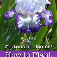 After plants finish blooming, cut off the entire flowering stem, leaving just the leaves. How To Plant Iris And Do It Right Flower Patch Farmhouse