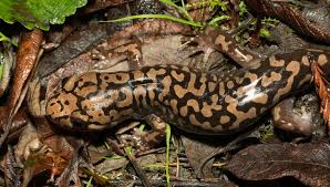 Image result for Dinebra caudata