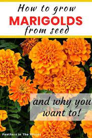 How To Grow Marigolds From Seed In 2021 Growing Marigolds Planting Flowers From Seeds Planting Marigolds