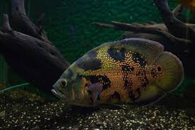 Two Ways To Stop Hole In The Head Disease Fish Care Guide