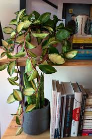 It was a patented variety put out by cobia in florida (u.s.) the patents expired about 25 years ago. Hoya Carnosa Tricolor Care Flatwithplants
