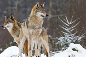 A collection of the top 73 hd wolf wallpapers and backgrounds available for download for free. Two Wolves Course Materials Free Training Course Uk Online Trainer Bubble