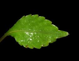 Image result for Impatiens hochstetteri