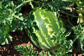 Der optische eindruck kann einen ersten hinweis geben: Wassermelonen Ernten Und Lagern Experten Tipps Plantura