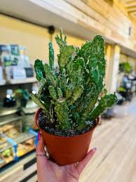 Image result for Opuntia monacantha