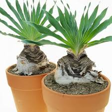 Image result for Boophone