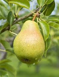 Pin On Sweet Pears