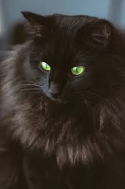 Terlebih kucing persia berbulu hitam sempurna ini sangat mudah dirawat dan bahkan ras kucing persia hitam juga tetap tampak lucu. Hitam Itu Menawan Kenali 13 Baka Kucing Berwarna Hitam Yang Pasti Mencuri Hati Anda Era Baru