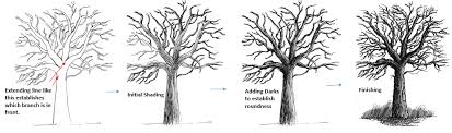 Drawing tree branches and twigs is similar in many ways to drawing tree trunk as the strokes and techniques used are the same and it might be helpful to go through that tutorial if you haven't done so already. How To Draw Tree Branches In Pen And Ink Pen And Ink Drawings By Rahul Jain