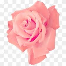 Check spelling or type a new query. Pink Rose Png Transparent For Free Download Pngfind