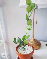 Silver Dollar Vine Silver Dollar Plant Indoor Plants House Plants Decor