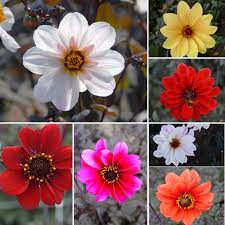 Swan island dahlias 278 items. Dahlia Bishop Mix