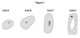 Maybe you would like to learn more about one of these? G A Cst H B1 Q1 1 A Elevise