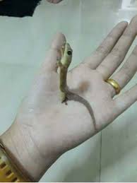 Etnis betawi juga memiliki beragam tarian daerah yang populer sejak. Tular Kini Cicak Ni Mati Terkejut Gambar Akhir Facebook