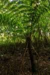 Image result for Cyathea thomsonii