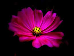Grunge background with oriental ornaments. Pink Flower Black Background Wallpaper
