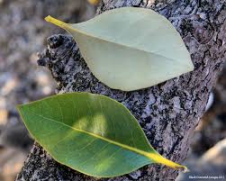 Image result for Avicennia marina