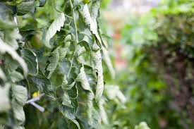 Leaves can turn yellow on the bottom of the tomato plant if the plant is not receiving adequate water. Why Are My Tomato Leaves Curling 7 Causes How To Fix Them Tomato Bible