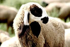 Looking for online definition of eid or what eid stands for? When Is Eid Ul Adha 2021 In Pakistan