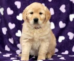 Through the dog's lifetime, the average cost of owning a golden retriever is $22,720. Golden Retriever Mix Puppies For Sale Puppy Adoption Keystone Puppies
