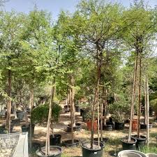 Image result for Acacia mellifera