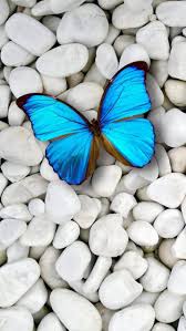 Pin By Sevimli Prenses On Kolorowy In 2020 Blue Butterfly Wallpaper Butterfly Wallpaper Iphone Blue Wallpaper Iphone