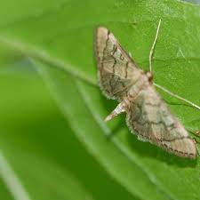 Image result for Blepharis affinis