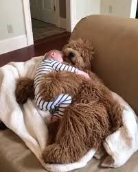 Maksimalno Uyutnoe Video Video In 2020 Funny Animals Cute Baby Animals Cute Animals