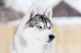 We did not find results for: Siberian Husky Dog Breed Information
