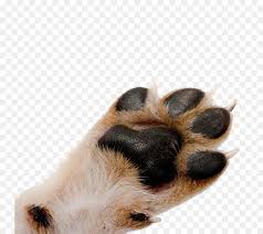 Uncaria tomentosa and uncaria guianensis. Dog And Cat Png Download 800 800 Free Transparent Pug Png Download Cleanpng Kisspng