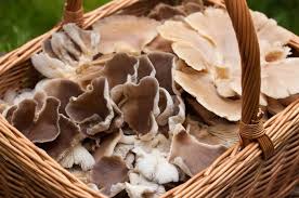 Check spelling or type a new query. A Sure Proof Guide On How To Identify And Pick Oyster Mushrooms
