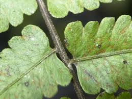 Image result for Christella friesii