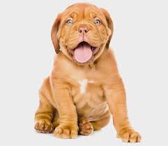 We have created a list of some best dog selling websites operating worldwide that you can use to sell and buy dogs online. Sell Puppies List A Puppy And Start Selling Puppies Online Vip Puppies