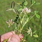 Image result for Trifolium semipilosum