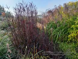 Image result for Andropogon amethystinus