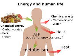 Difference Between Photosynthesis And Cellular Respiration Pediaa Com