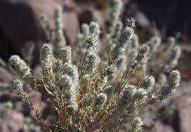 Image result for Cyanotis lanata