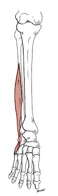 Leg bones diagram femur manual e books. Anatomy Tables Muscles Of The Lower Limb
