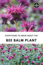 Pin On Gardening 101