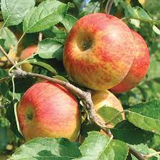 Classic English Apple Tree Was Discovered As A Chance Seedling And Has Inspired Apple Lovers Ever Since Upright Tree With A Spre Apple Tree Fruit Trees Fruit