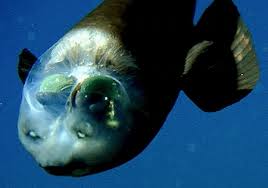 Barreleye Fish The Barreleye Has A Transparent Head That Allows It To See Up Through Its Scull Weird Sea Creatures Weedy Sea Dragon Ocean Creatures
