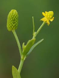 Image result for Ranunculus sceleratus