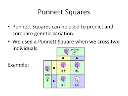 A punnett square is a diagram that was devised by an english geneticist named reginald punnett in the first punnett squares are a common sight in research and education when examining heritable traits. Mendelian Genetics Objectives Swbat Explain The Key Terminology