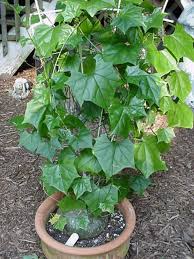 Image result for Corallocarpus triangularis