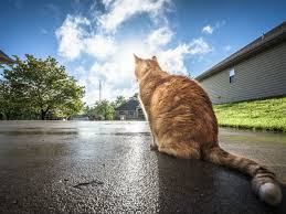 Seal coating a new driveway too quickly may capture oils within the asphalt, evolving in a too delicate or flexible driveway. Home 101 When Do I Need To Reseal My Driveway Across America Us Patch