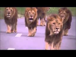 Scary Video Of Lions Walking Towards Car Lion Walking Scary Lion Big Cat Diary