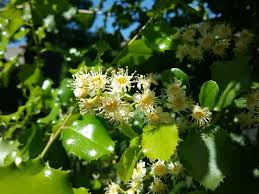 Image result for Cassinopsis ilicifolia