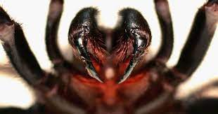 The World S Most Dangerous Spiders Warning Graphic Images Cbs News